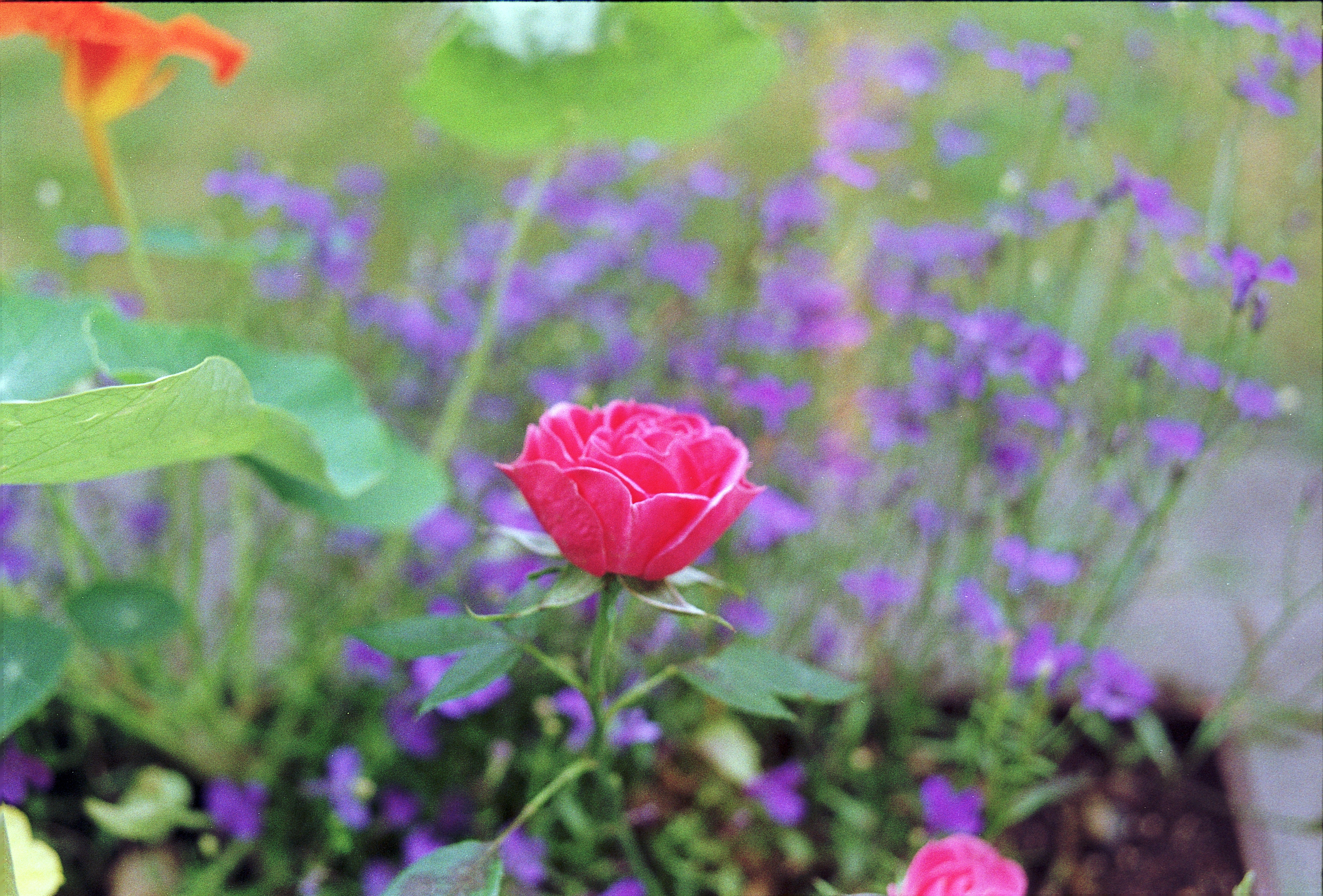 Image of a flower