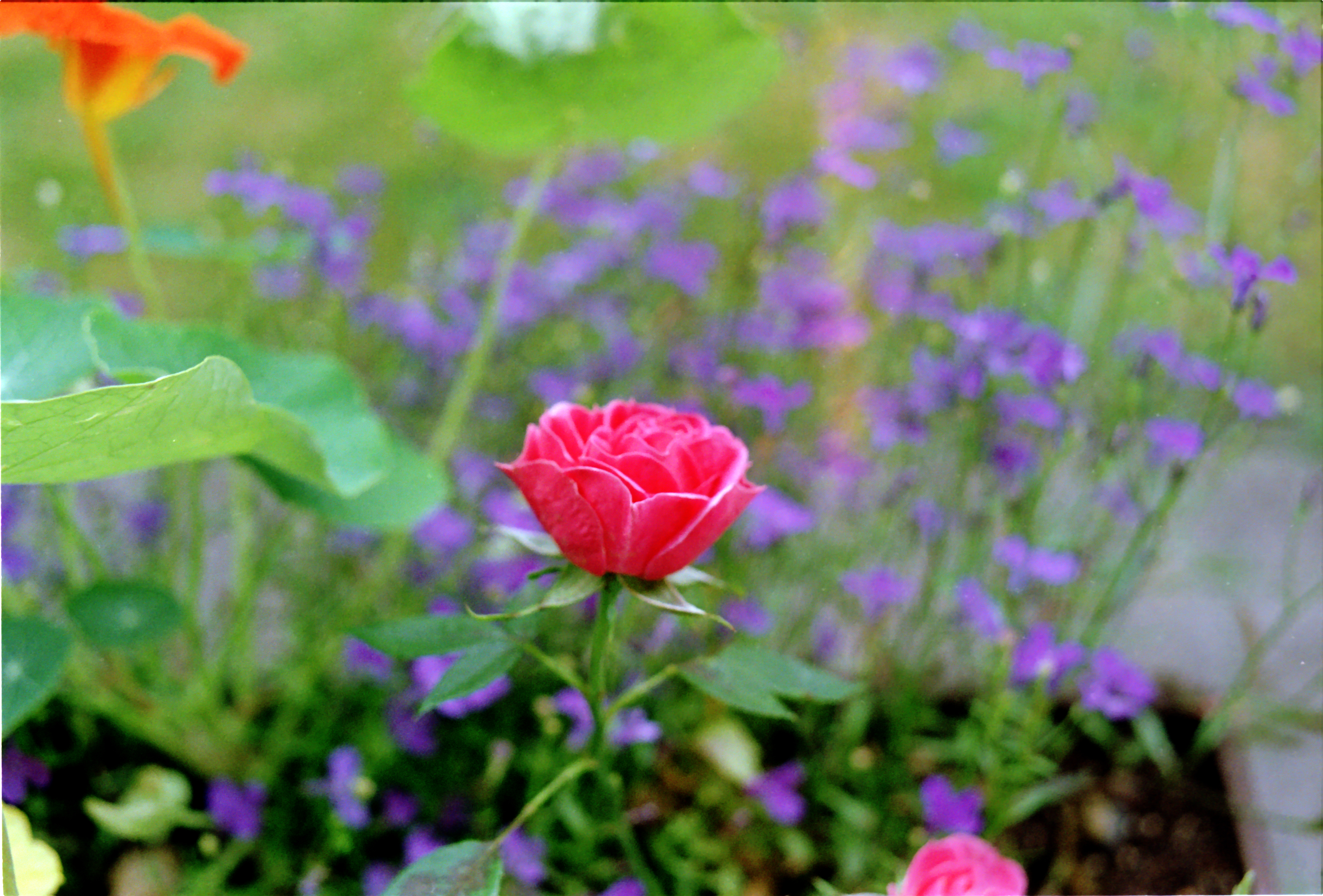 An image of a flower